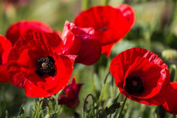 بیماری گل شقایق